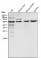 Anti-Smad3 Rabbit Monoclonal Antibody